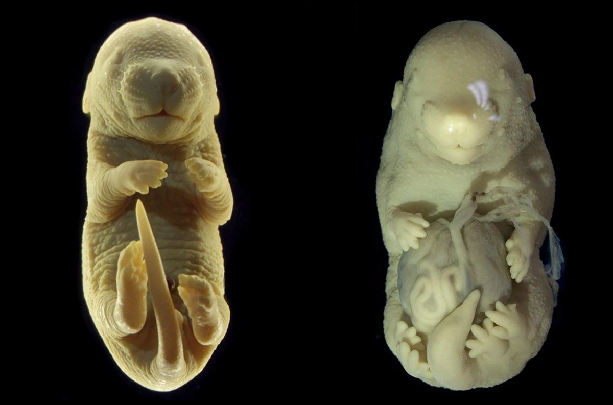 Here's another #developmental conundrum - the latest from Anastasiia Lozovska and Moisés Mallo from Portugal's Gulbenkian Science Institute. A signaling pathway forming the typical mammalian body its trunk-to-tail directions got uncovered when a gene got knocked off - Tgfbr1.