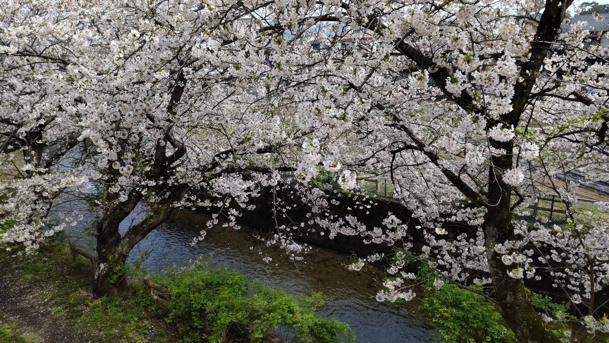 Misa62738952's tweet photo. #TLを桜でいっぱいにしよう https://t.co/FvDtf5cZy0