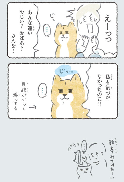 犬、人間が気になりすぎてる👀
#柴の日 #柴犬の日 