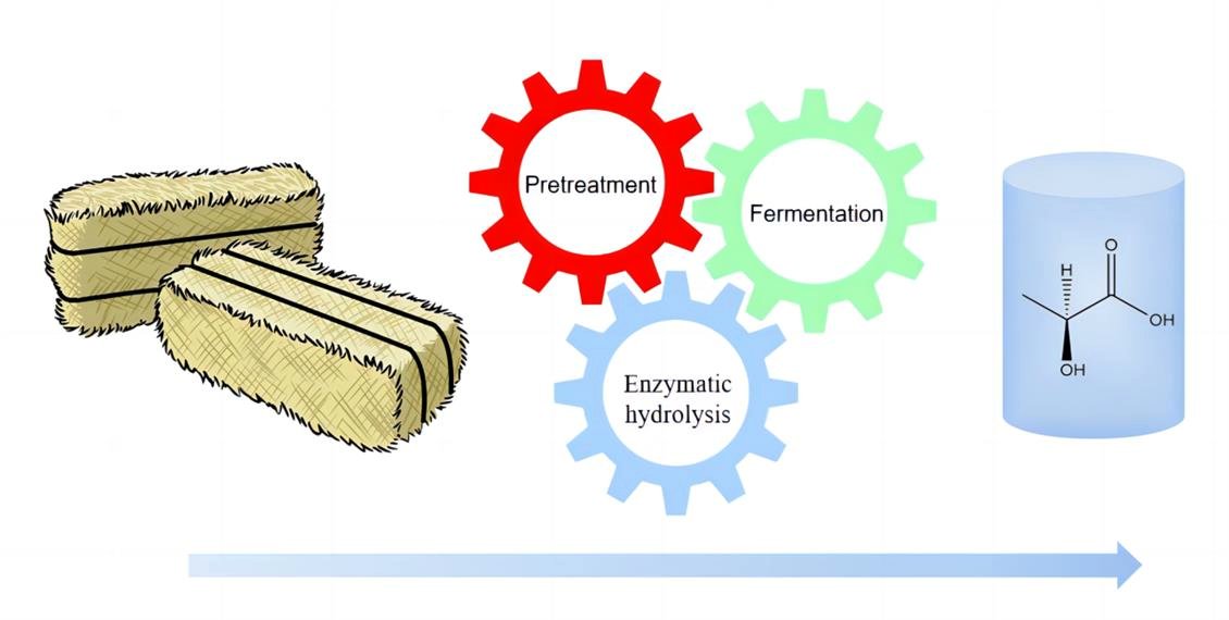 New research unveils a breakthrough in wheat #straw processing! Ammonia-mechanical #pretreatment unlocks lactic acid & high-quality #lignin production, paving the way for sustainable #biorefineries. Promising for eco-friendly industries

mdpi.com/2311-5637