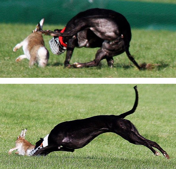 At a meeting of Cork Co Council in Jan 2023, #LE24 candidate Joe Carroll (Fianna Fáil, #Cork #Skibbereen) shamefully spoke in favour of cruel hare coursing and voted AGAINST a motion calling for a ban banbloodsports.wordpress.com/2019/08/31/cor… REJECT #LE2024 candidates who support animal cruelty