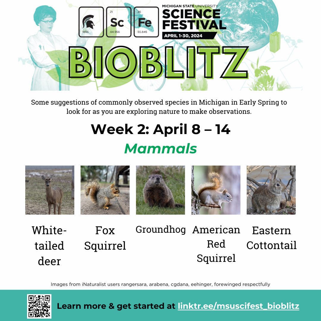 It’s week 2 of BioBlitz🦌 Share your observations of nature or help us identify the species in others' observations using iNaturalist🍃 Learn more at linktr.ee/msuscifest_bio…