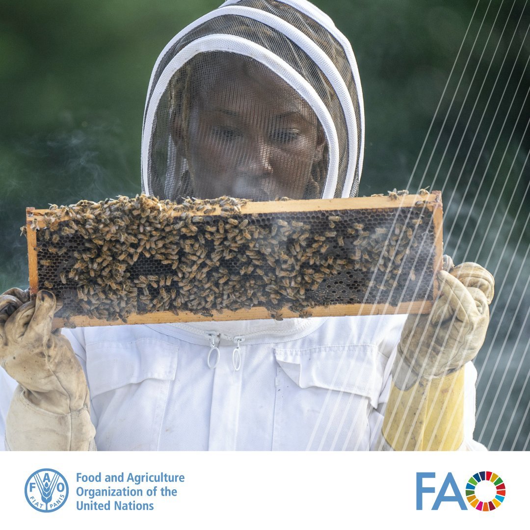 🐝Bees are our tiny #FoodHeroes.Without them most of the food we eat wouldn't exist. ⚠️But bees are in danger. Beekeepers around the world are working to protect them. To all those unsung heroes we say, THANK YOU! More about #bees & #pollinators: ➡️bit.ly/38wBSjj @FAO