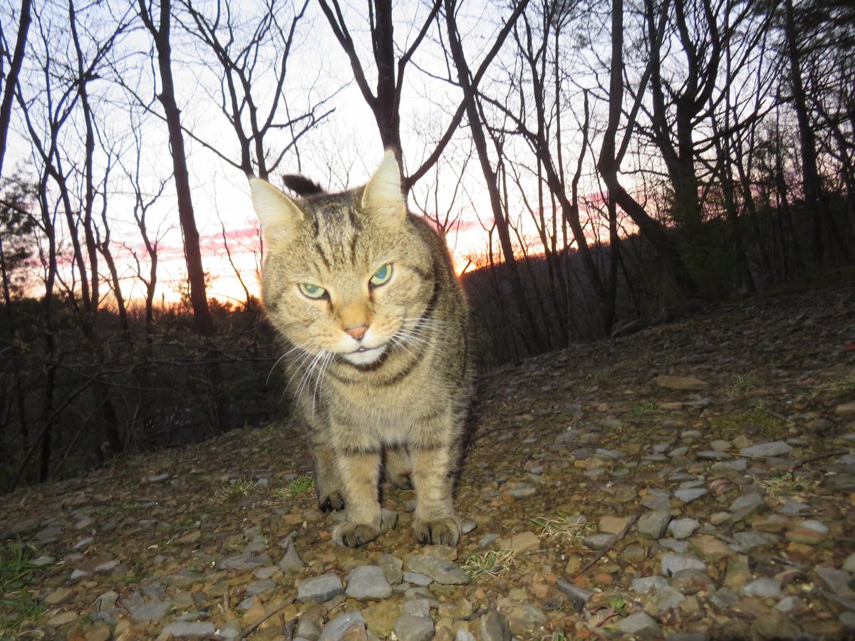 @WHSVnews, @whsvcolefront and @WeatherAubs Tony the Weathercat reports 39F at sunrise in Basye, #Virginia at #sunrise. Clear, cool and dry on #Eclipse2024 day in #Shenandoah County @hbwx.