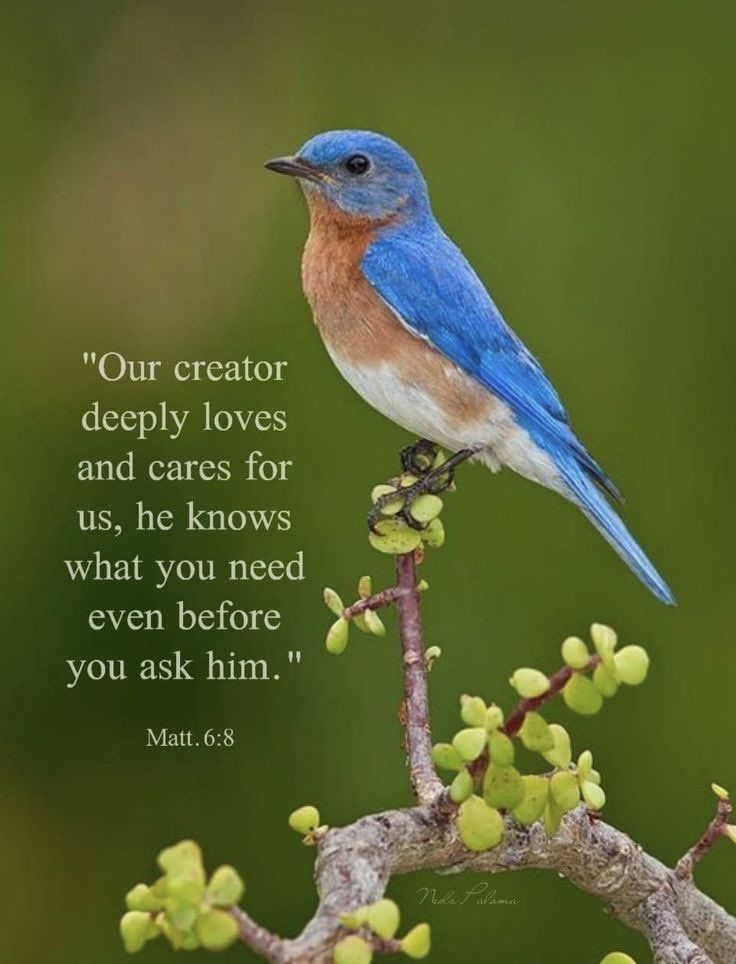 MartiReyna2's tweet photo. Matthew 6:8
 
“Be not ye therefore like unto them: for your Father knoweth what things ye have need of, before ye ask him.” https://t.co/ra2bpaY1mv