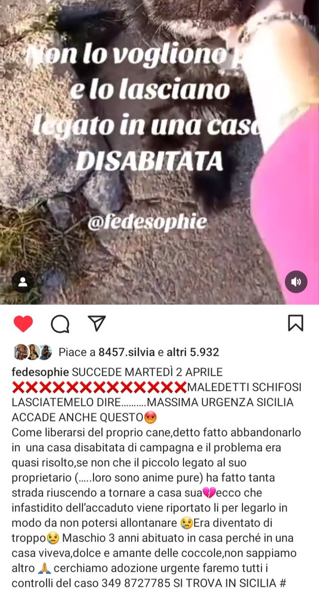 AIUTOO‼️STRAURGENTISSIMO 🚨🚨🚨🚨🚨☎️3498727785🐕 'Salvatemi ‼️mi hanno abbandonato qui😭Cucciolo di 3 anni abbandonato in una casa in campagna,cerca coccole e tanto AMORE e FACCIAMO UN MIRACOLO TIRIAMOLO VIA DA LI  #4voiceless 🙏🏡😔 Sicilia