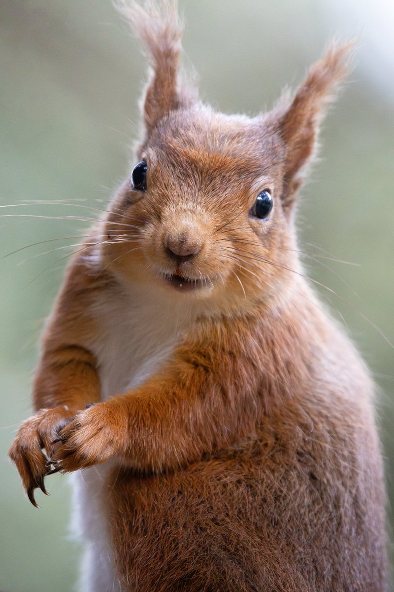 What’s cuter than a red squirrel! #wildlife #cute #wildlifephotography