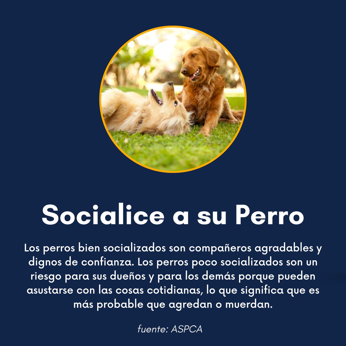 TusAbogadosDeGA's tweet image. ¡Del 7 al 13 de abril es la Semana de Prevención de Mordeduras de Perro! ¡Amamos a nuestras mascotas y queremos lo mejor para ellas! Para ayudar, hemos recopilado algunos consejos de la ASPCA. 

#FryGoehring #TusAbogadosDeGeorgia #DogBitePrevention