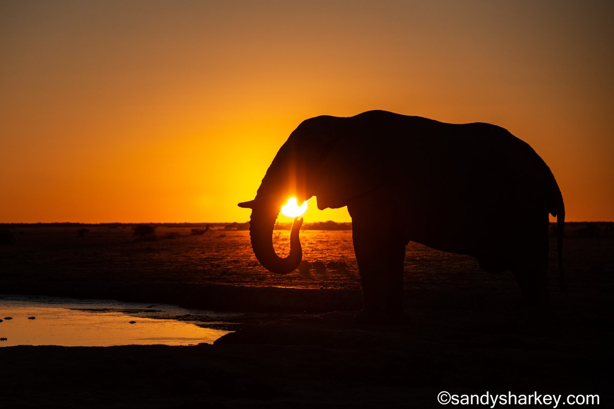 Eclipse Day!
It's remarkable when people around the world  share a natural wonder.
I hope you have clear skies and cool glasses! 
In honor of solar eclipse 2024, I'm sharing this image of a Botswana elephant embracing the sun in his own way.
We are all connected ❤️
#Eclipse2024