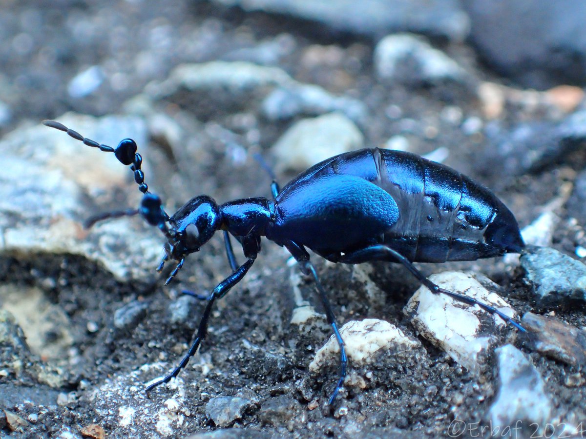 キュウシュウツチハンミョウ　Meloe auriculatus
2023-11-4／OLYMPUS STYLUS TG-4 Tough
【過去作再現像シリーズ】
２０２３年撮影。「九州」の名を冠するが、近畿にも分布。メタリックブルーが美しい。
#昆虫 #昆虫写真 #自然 #甲虫 #ツチハンミョウ #再現像
#insect #insects #insectphotography