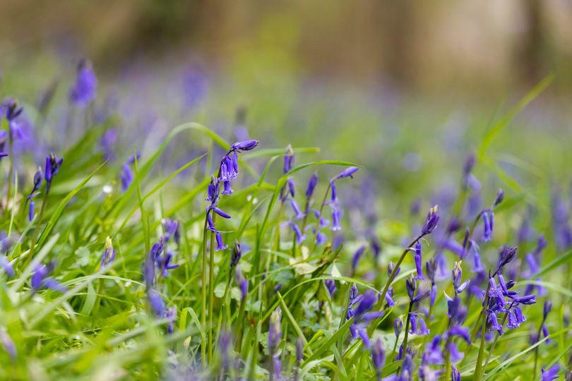 The bluebell walk around Hestercombe is now open! Our beautiful English bluebells are now flowering, creating a dense and vivid carpet humming with wildlife. Catch a glimpse of them before they disappear. The bluebell walk is free when paying standard garden admission.