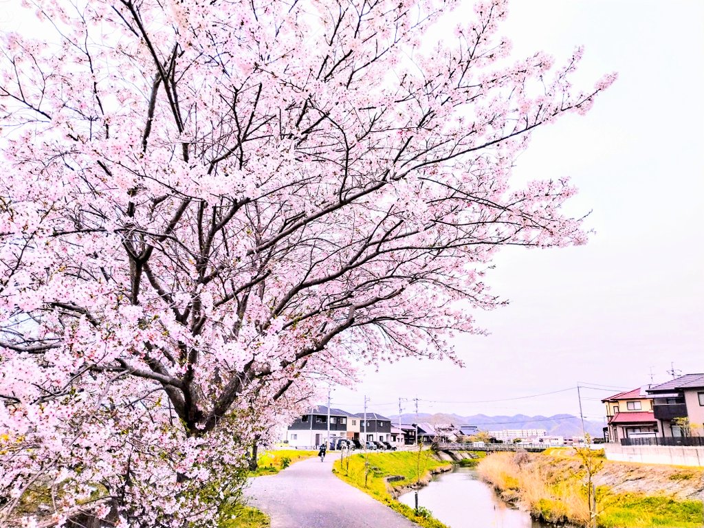 NIZI_hiro's tweet photo. いつもの散歩道も桜色になりました!^⁠_⁠^ https://t.co/IvYgh47Wtr