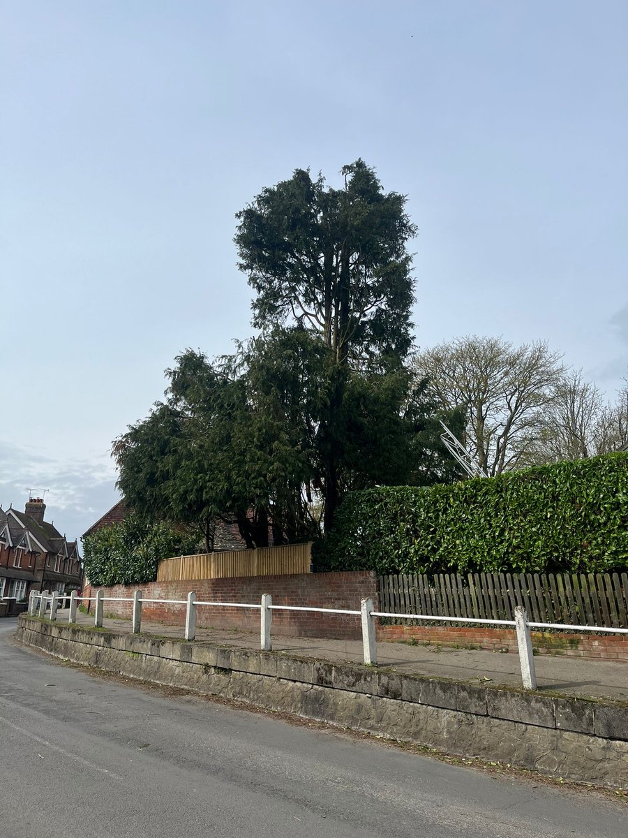 TreeProLtd's tweet image. BEFORE &amp;gt; DURING &amp;gt; AFTER 

Reducing the height of this conifer on the high street of Lenham. The client wanted to lower this to make it safe and to avoid limbs being broken off in the high winds. 

Good proactive attitude to tree care👍🏻