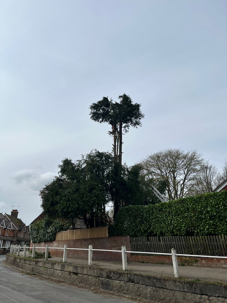 TreeProLtd's tweet image. BEFORE &amp;gt; DURING &amp;gt; AFTER 

Reducing the height of this conifer on the high street of Lenham. The client wanted to lower this to make it safe and to avoid limbs being broken off in the high winds. 

Good proactive attitude to tree care👍🏻