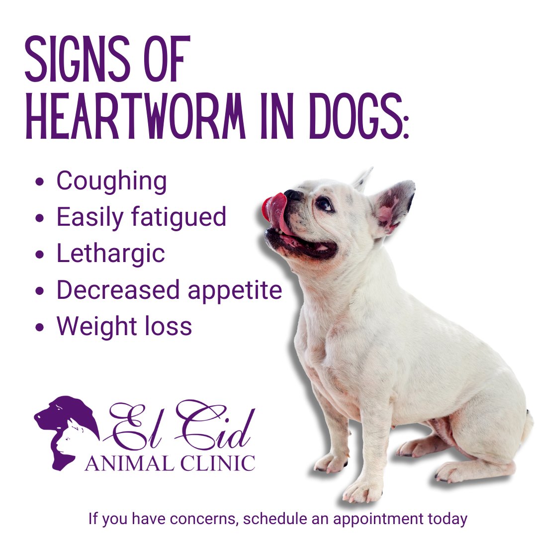 🐾 Your pup's health is our priority! 🐶 Be aware of the signs of heartworm in your beloved furry friend, such as coughing, fatigue, and difficulty breathing.

☎️ (561) 832-7922
🌐 elcidanimalclinic.com

#ElCidAnimalClinic #PetHealth #HeartwormAwarenessMonth #HeartwormAwareness