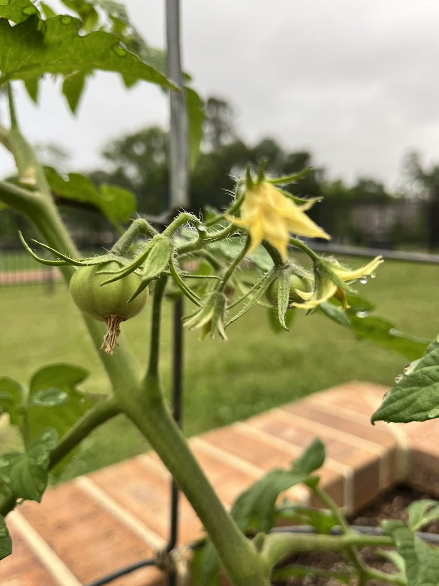 I love the new life and vibrancy that the #springseason brings to the garden! 🍅🌱☀️🌸#schoolgarden #GardenDay @RummelCreekPTA @readygrowgarden @SBISD