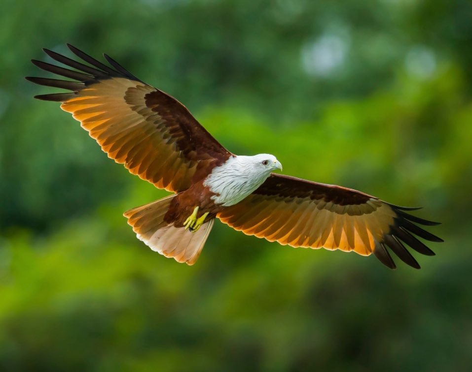 Told you I was a shit birder! All the glorious vides I’ve posted over the last couple of days were Black Kites. Not Red Kites and not Brahminy Kites (pic below) I do Iove having twitter pals that know stuff and are happy to help me learn without making me look like a knobend.