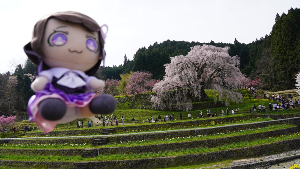 ちひぬいとお花見(*´ω｀*) 又兵衛桜と下北山はやっぱりいいねー #ちひ