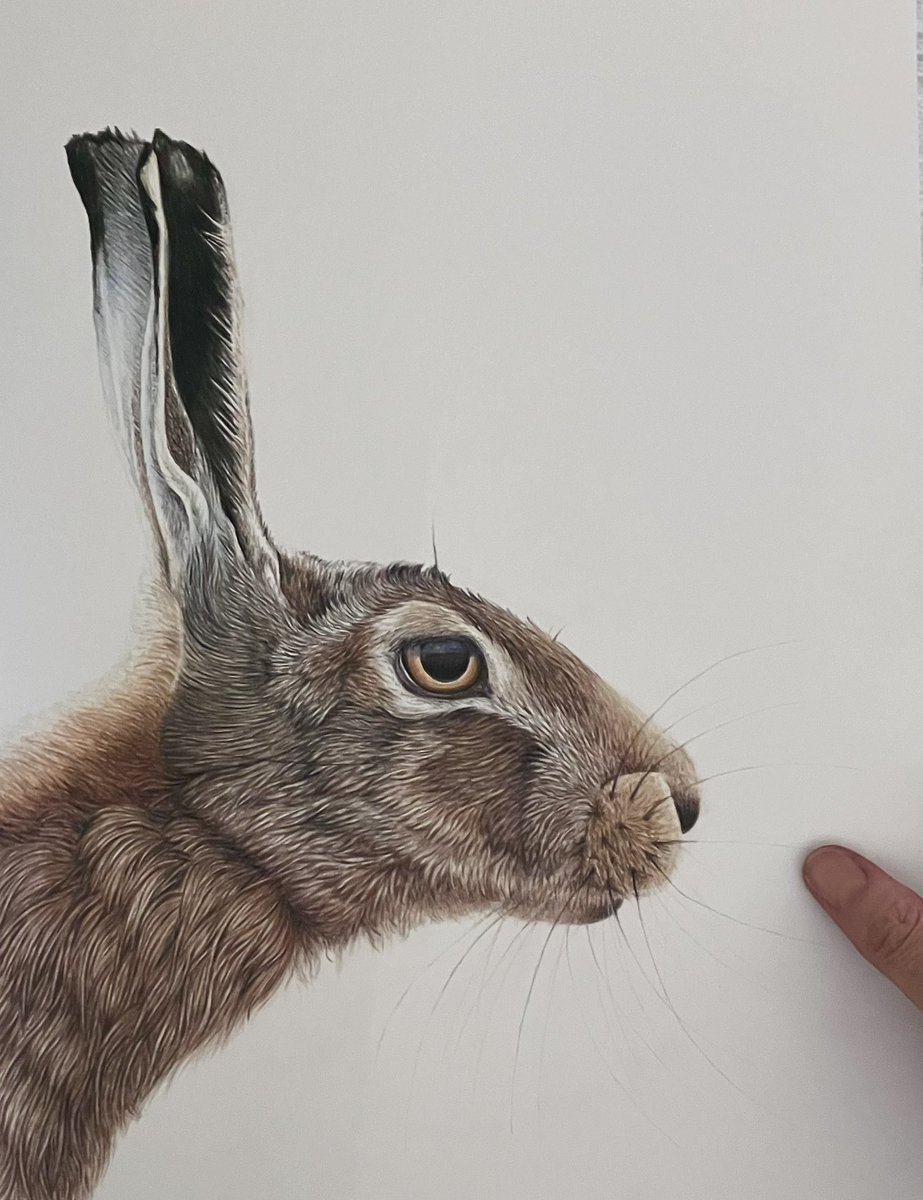 Give or take a few final tweaks, I think I’m just about finished on this one. #art # drawing #hares #wildlife