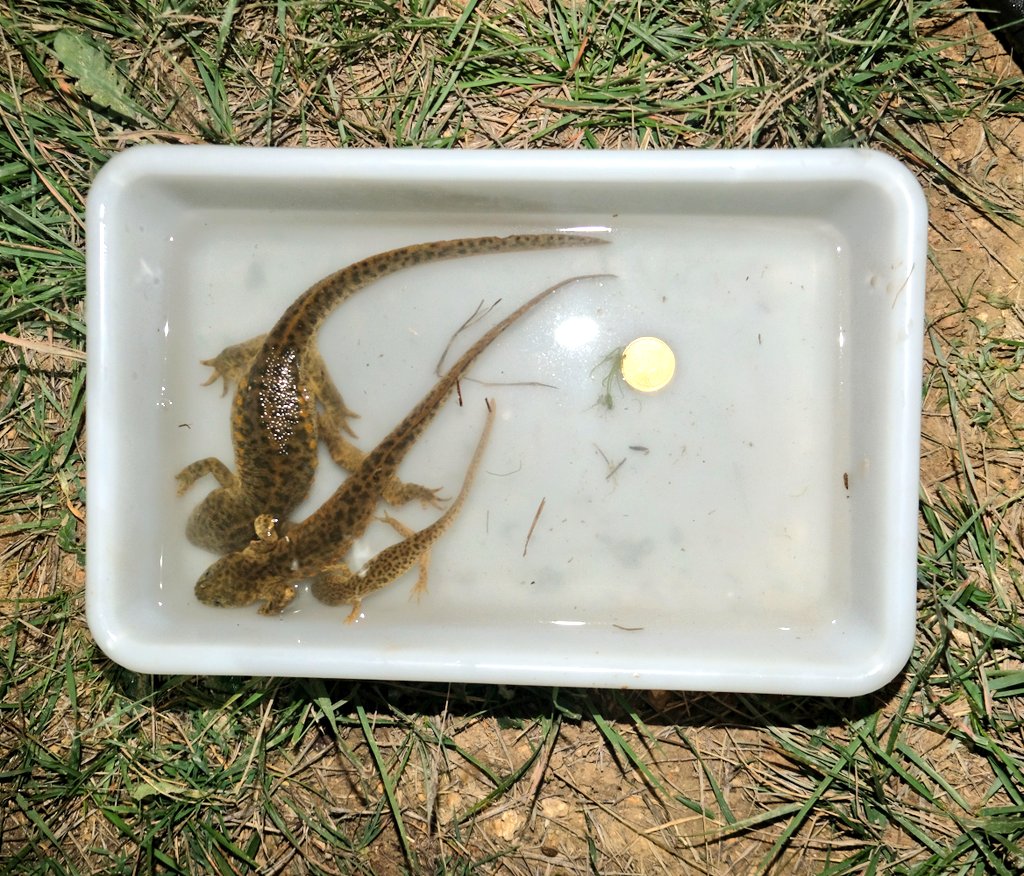 antonio_gu_be's tweet photo. @DrBioblogo @batracofistro ¡WoW! @DrBioblogo Me recuerda a este ejemplar que sacamos en las sierras de #Almansa en otoño de 2019; en el proyecto #AlmaAmphibia 🐸. Ojalá tener su edad registrada. A ver si este otoño llega una buena lluvia y podemos reencontrarnos. #gallipato https://t.co/e0WntWhIrB
