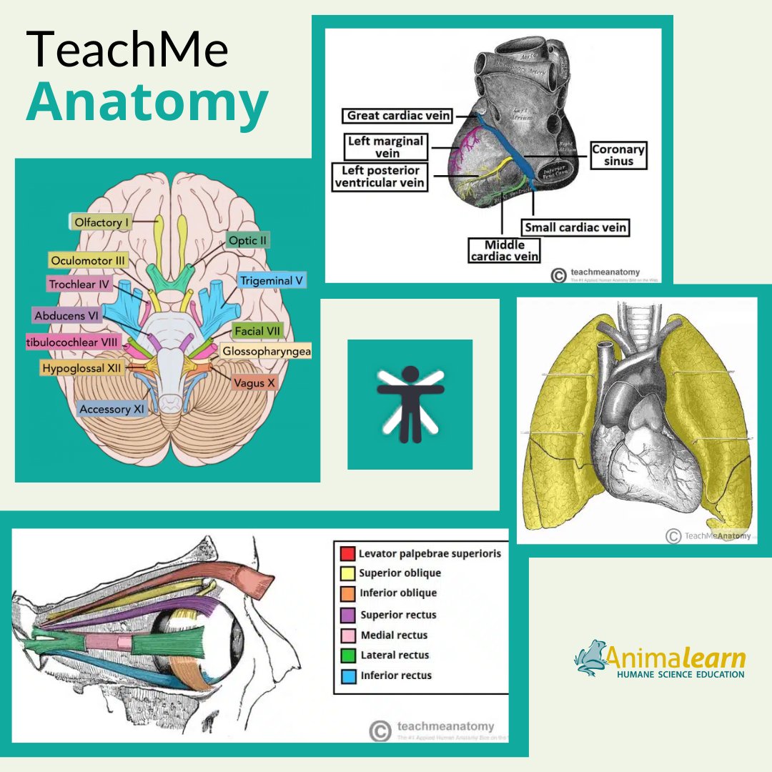 #TechTuesday Oh Synapse! You can learn #human #anatomy from @Teachmeanatomy! #edtech #humananatomy #humanescience #humaneeducation #teachers #scienceeducation #animalearn #science #lifesciences #humananatomy #biology #scienceteachers #sciencetwitter #teachertwitter #edutwitter