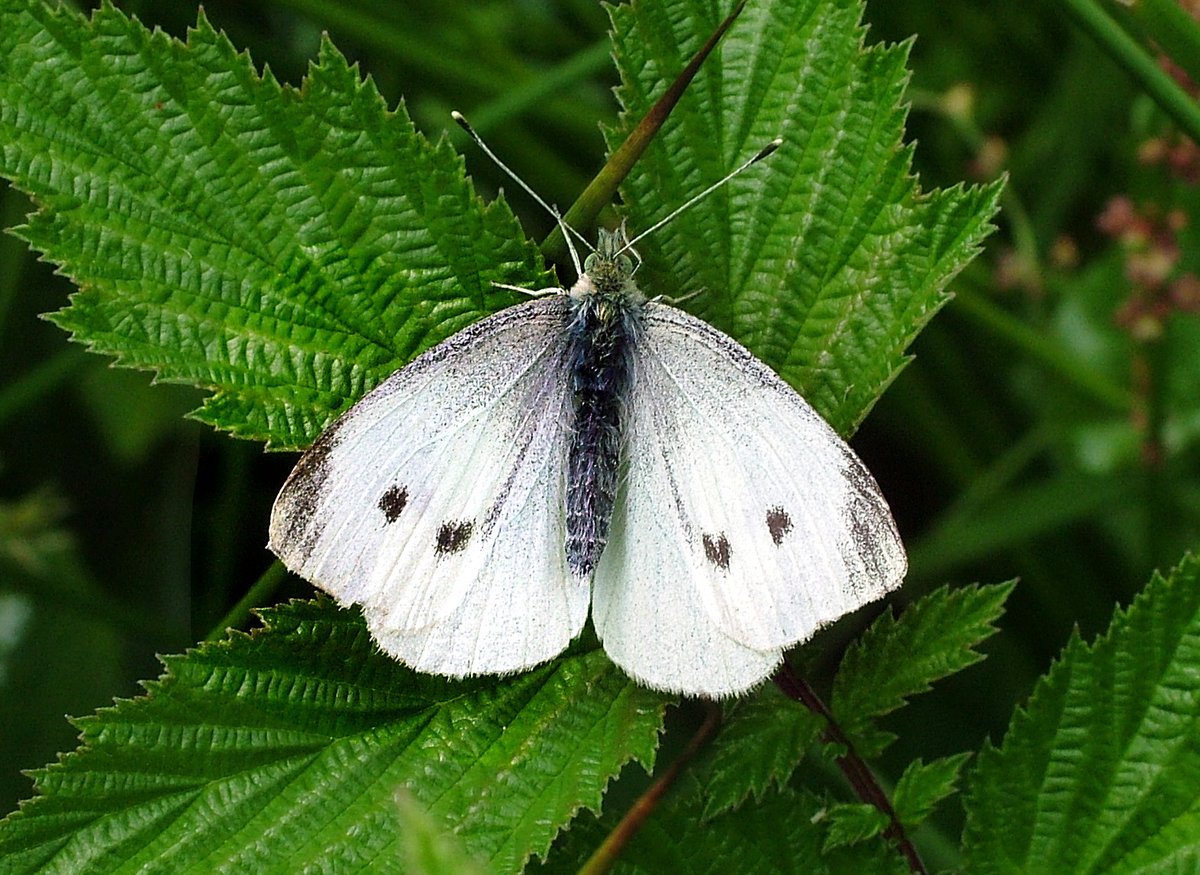 First branch Small White report in 2024! See record at cumbria-butterflies.org.uk/sightings (file photo).