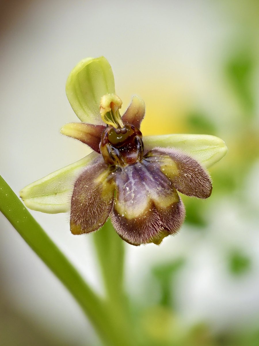 Ophrys x fernandii Rolfe (Ophrys bombyliflora x Ophrys speculum) 26.03.2024 #orquídies #orquideas #orchids #Menorca #BalearsNatura #MenorcaBiosfera #biodiversity #biodiversitat