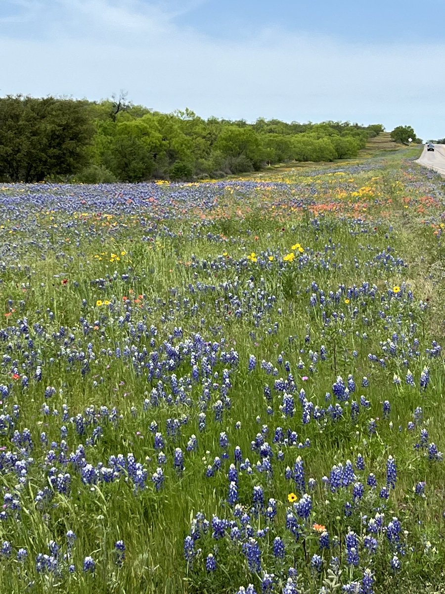 Wildflowers in the hill country of Texas.