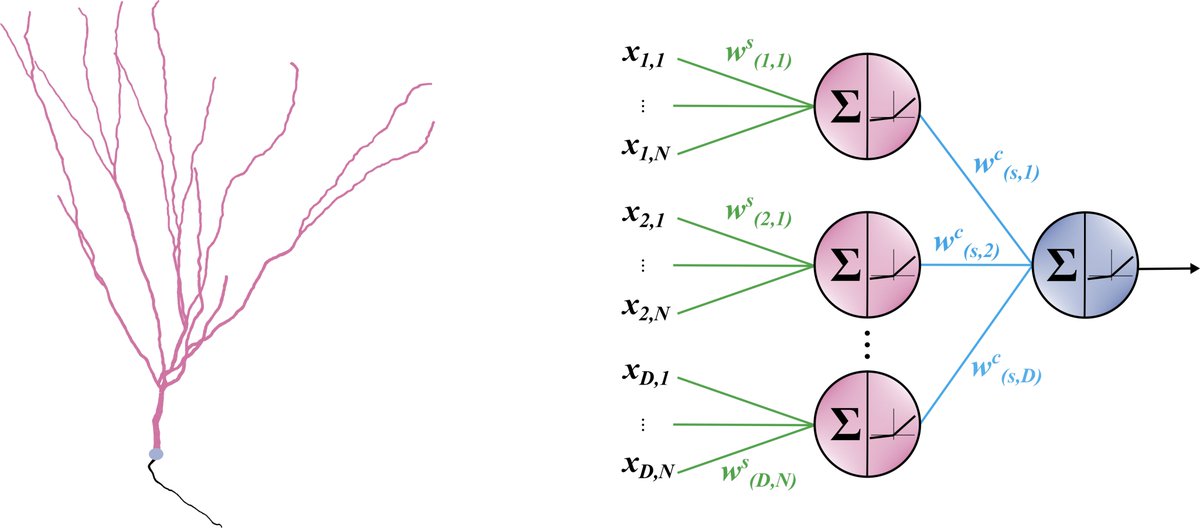 🤘Preprint alert🎸 Have you ever wondered how dendrites can be utilized in machine learning? We explored this exciting question in our latest project with @YiotaPoirazi. To find out the answer, check our preprint in the thread below 🧵👇. @IMBB_FORTH @dendritesgr