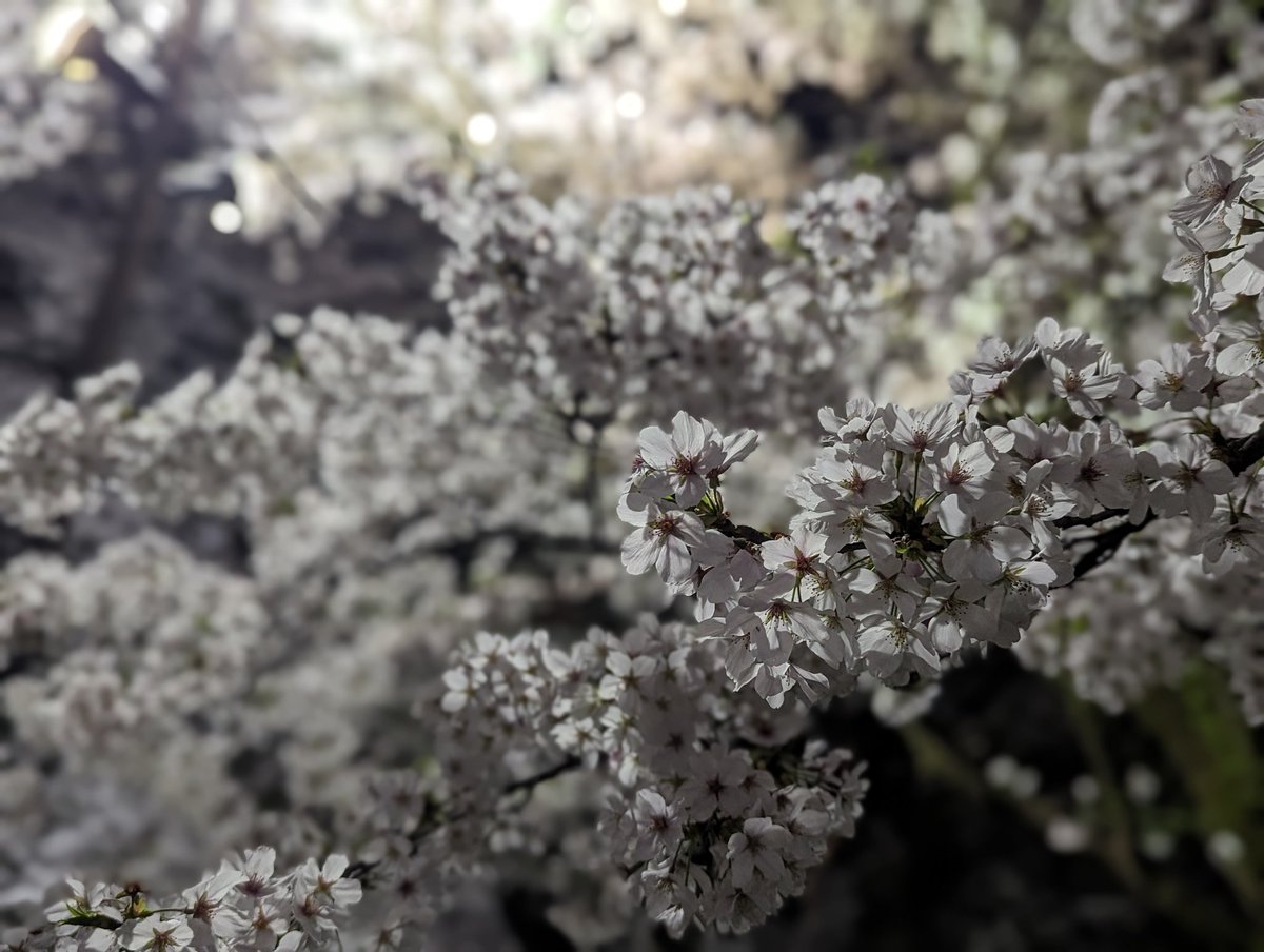 Peter_s_p's tweet photo. 夜桜🌃🌸 https://t.co/qYsh7r9AWE