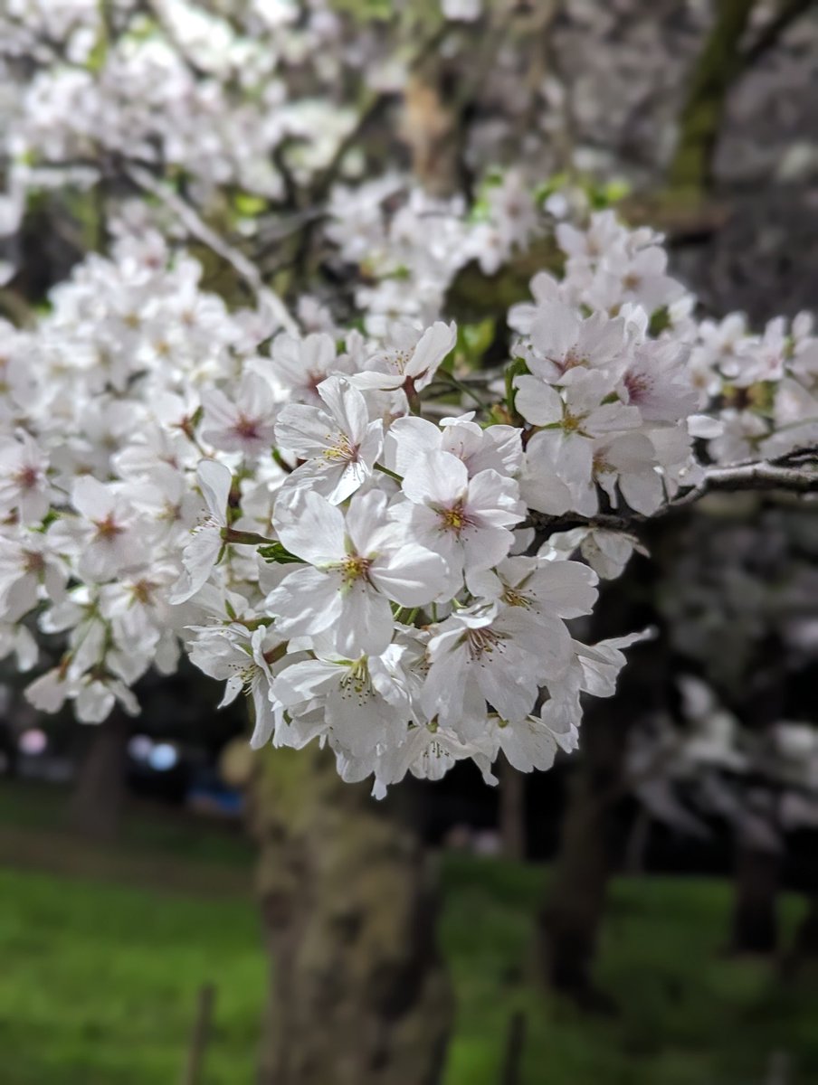 Peter_s_p's tweet photo. 夜桜🌃🌸 https://t.co/qYsh7r9AWE