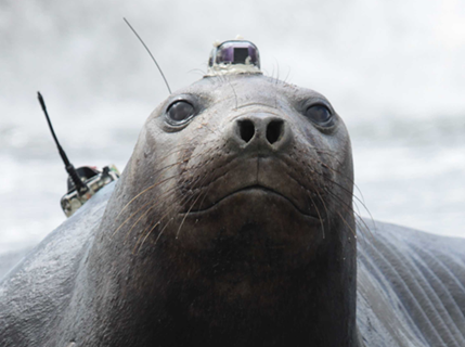 🚨Elephant and Weddell Seals Symposium: 20 years of observation of the Southern Ocean oceanographic observations and ecological studies April 10-12, 2024 at @CEBC_ChizeLab 👉Details and zoom conferences : cebc.cnrs.fr/elephants-de-m… @MarineMegafaun1 @CNRSAquitaine @UnivLaRochelle