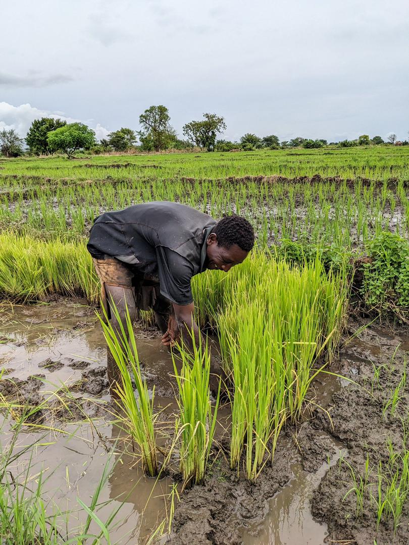 IUCNTanzania's tweet photo. Farming Communities prone to climate change need climate adaptation and mitigation measures to support them to sustain their livelihood.
#SUSTAINPro in Kilombero cluster is working with partners to provide crucial support to the communities' livelihood through #NbS #Climate https://t.co/5OjzpgcuVK