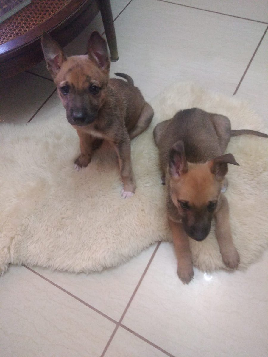 🆘️🆘️🆘️
Dos cachorros abandonados en un canal recién nacidos. Ya tienen 1 mes. 
Uno ya fue adoptado.
Se necesita ADOPCIÓN responsable para el segundo, Bodoque. 
Será raza mediana. 
Se entrega con seguimiento. 
Compartir por favor 🙏
#ViñaDelMar
#Valparaiso 
#Chile