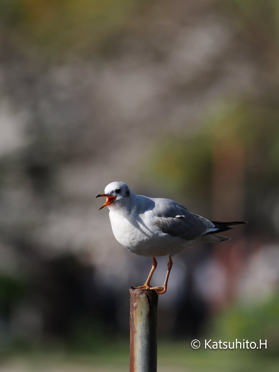 叫び
#ユリカモメ
#Blackheadedgull
#写真好きな人と繋がりたい
#野鳥好きな人と繋がりたい
#ファインダー越しの私の世界
#birdphotography 
#om1
#zuikopro300mmf4 
#omsystem
#omphoto