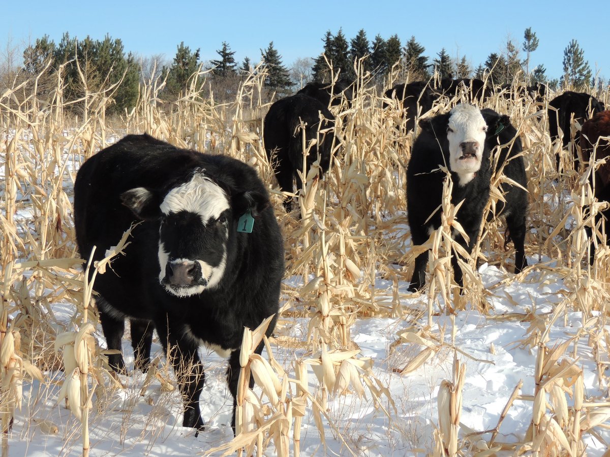 Letters of Intent for agriculture research and innovation projects under Manitoba's #SustainableCdnAg Partnership are now being accepted until April 25. Visit bit.ly/3NarbHc for more information. @AAFC_Canada