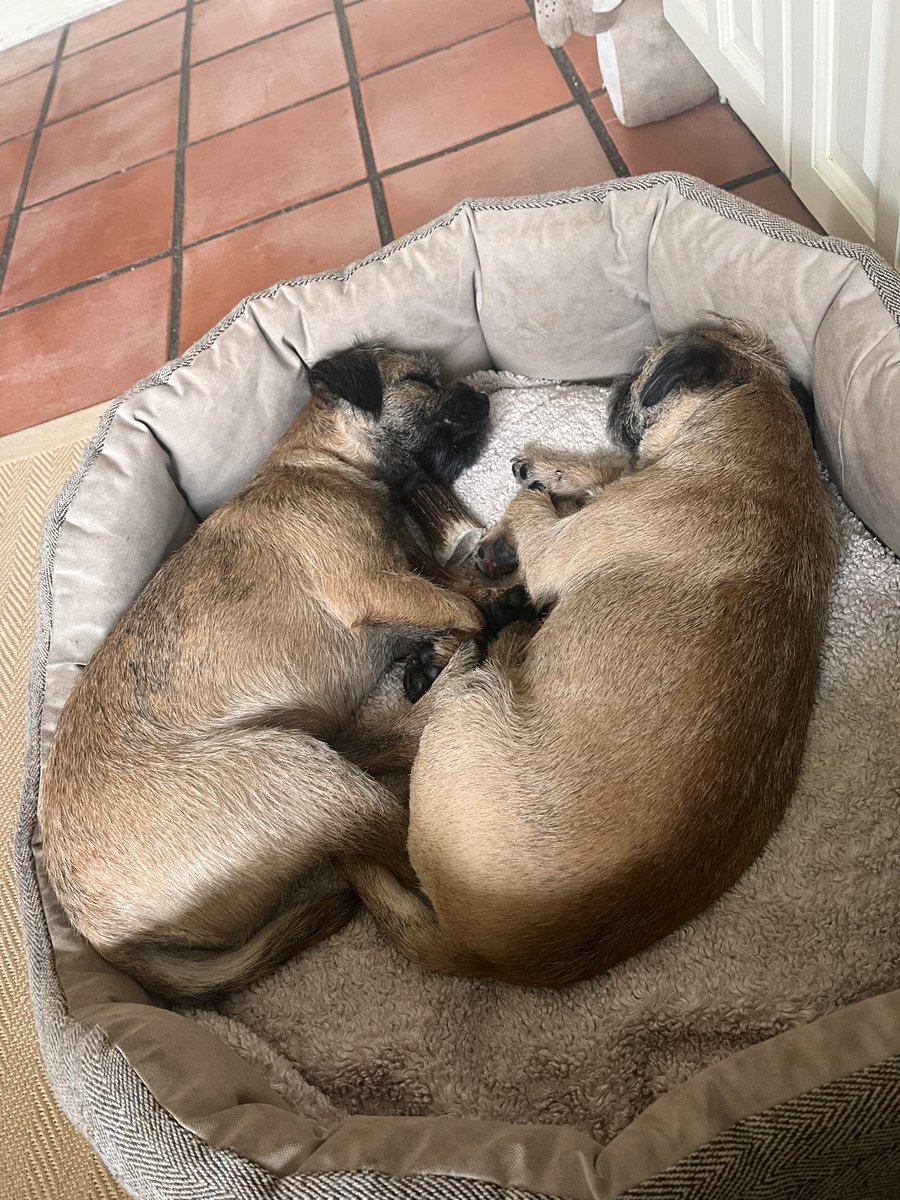 These two really love each other. They’ve been charging around for ages and now completely crashed out. They melt my ❤️ #PoppyandBilly #borderterriers #rescuedogs