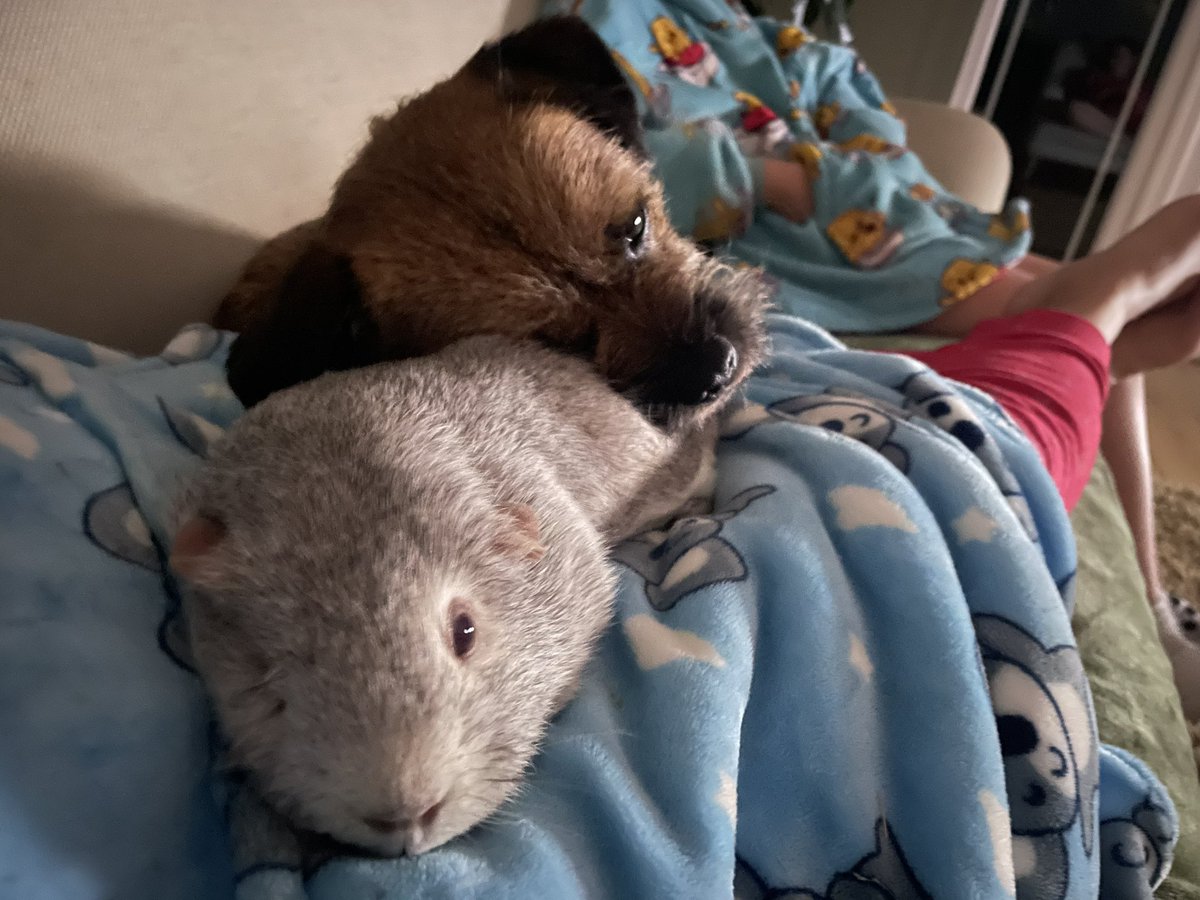 Reggie the Border Terrier tweet media