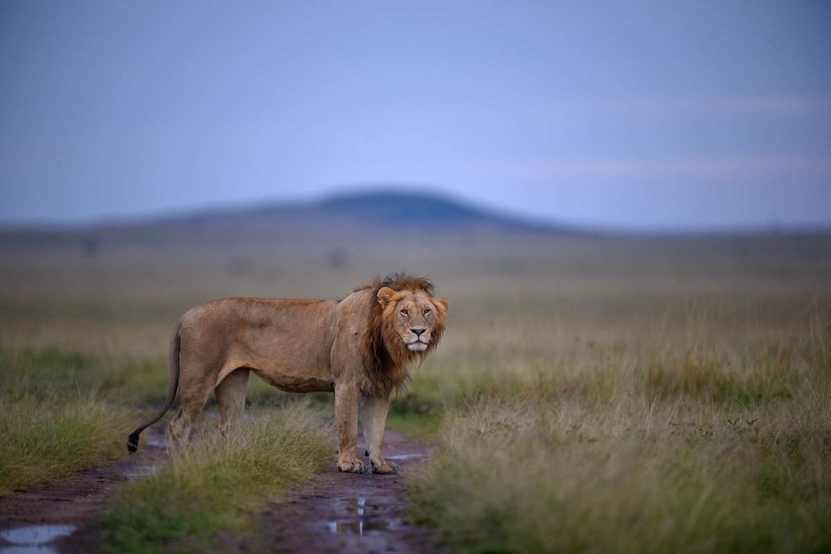 Ratish2709's tweet photo. The #king in his #kingdom 
Whats that one word that comes to your mind when you think of lions? https://t.co/Z5T3VzOY6O
