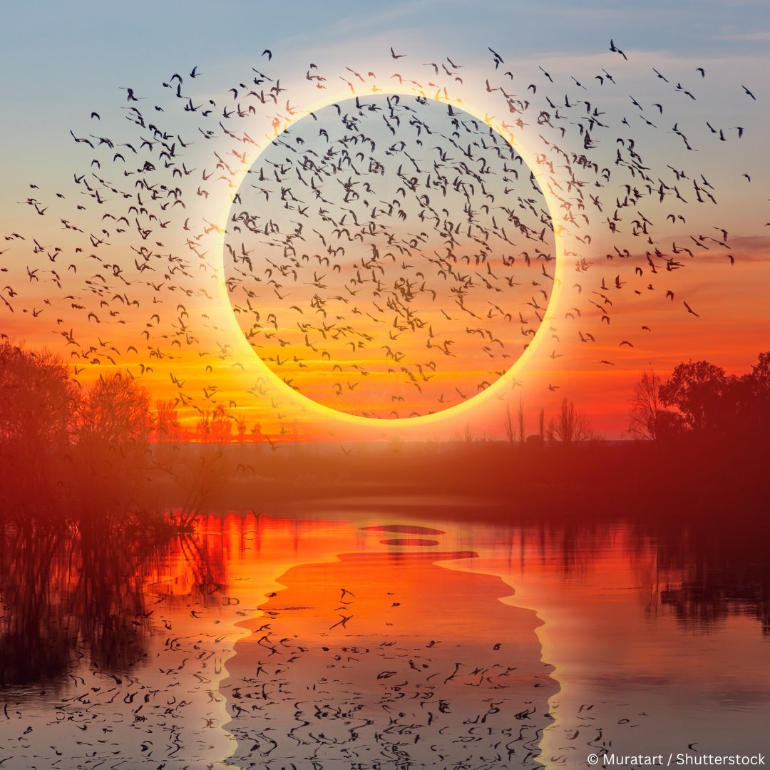 Solar Eclipse Alert!🌒 Today, a total solar eclipse will sweep over North America, casting a fleeting shadow that could play tricks on our feathered friends! 🔭 With the spring migration in full swing, many birds might exhibit confused behaviour, puzzled by this sudden…