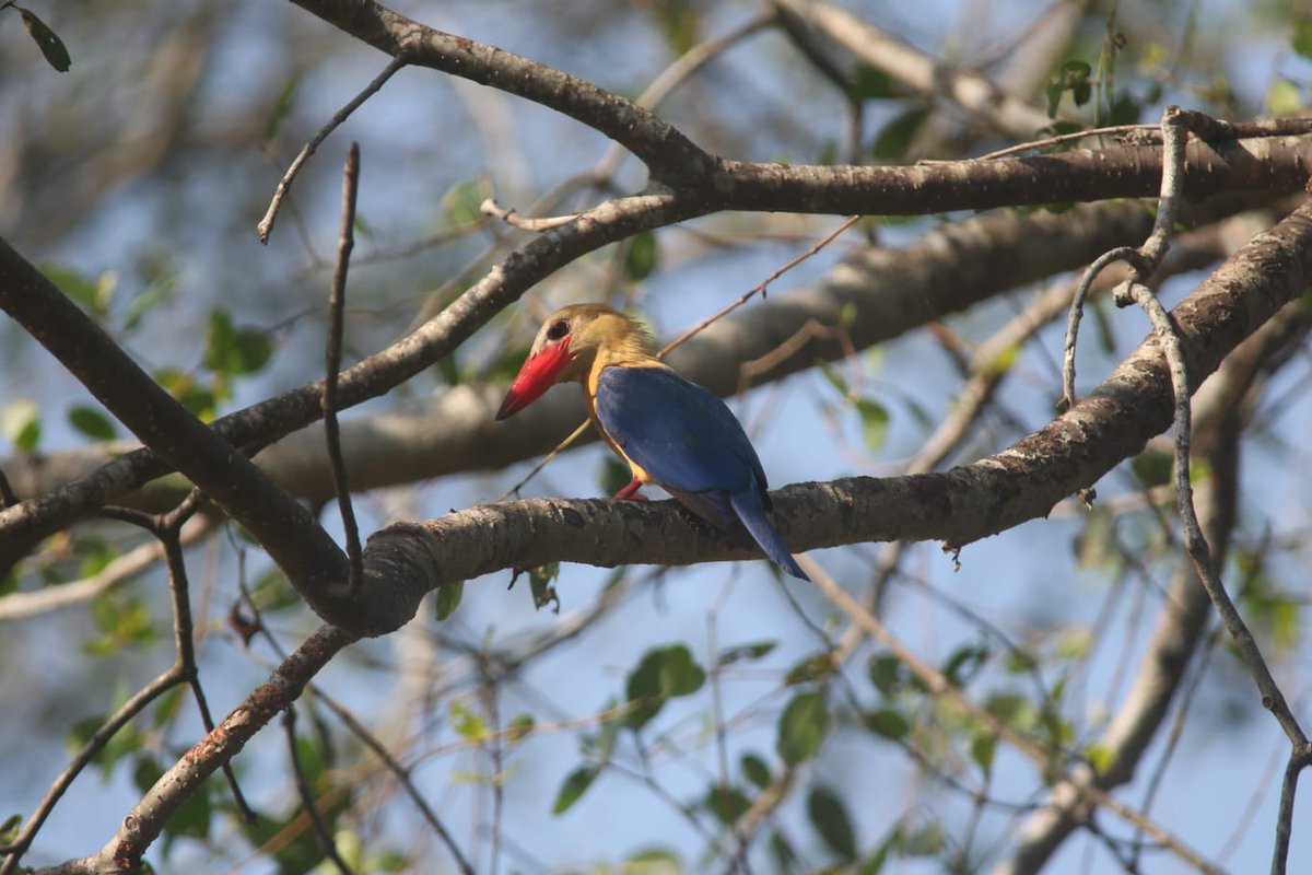 The wildlife in Brunei is amazing 😍 #Brunei #Borneo #Wildlife