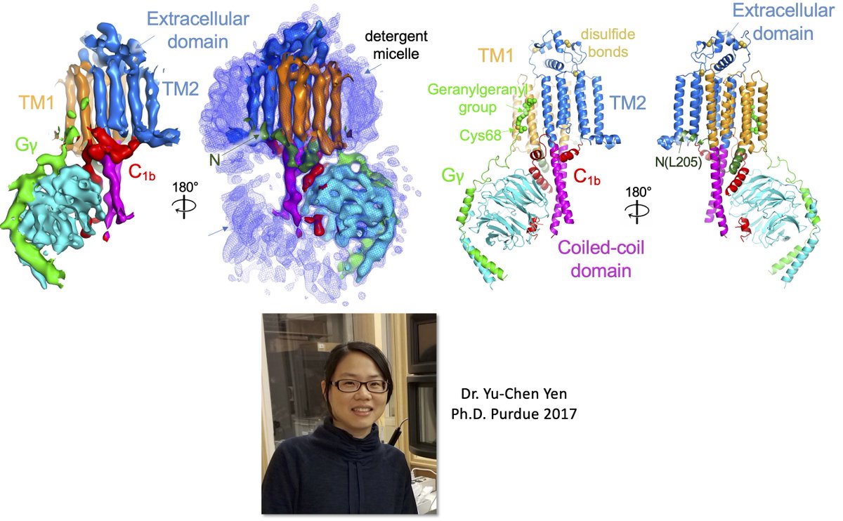 Now congrats to Dr. Yu-Chen Yen on her totality cool structures of AC5! Yu-Chen took a gamble on this project, but she was never one to resist a challenge. With @DessauerCarmen & the Watts lab. Just published with @SpringerNature in @NATURESMB. Read here: rdcu.be/dD5UL