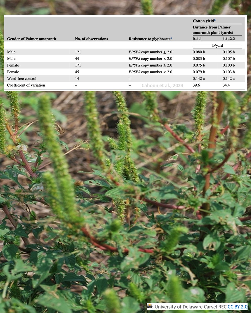 NEW #research article by @NCWeedWrangler et al.: Do management decisions for #Carelessweed (Palmer amaranth) need adjustment based on gender or glyphosate resistance? Find out: doi.org/10.1002/cft2.2… @NCExtension, @CropAndSoil @NCStateCALS @IllinoisCropSci