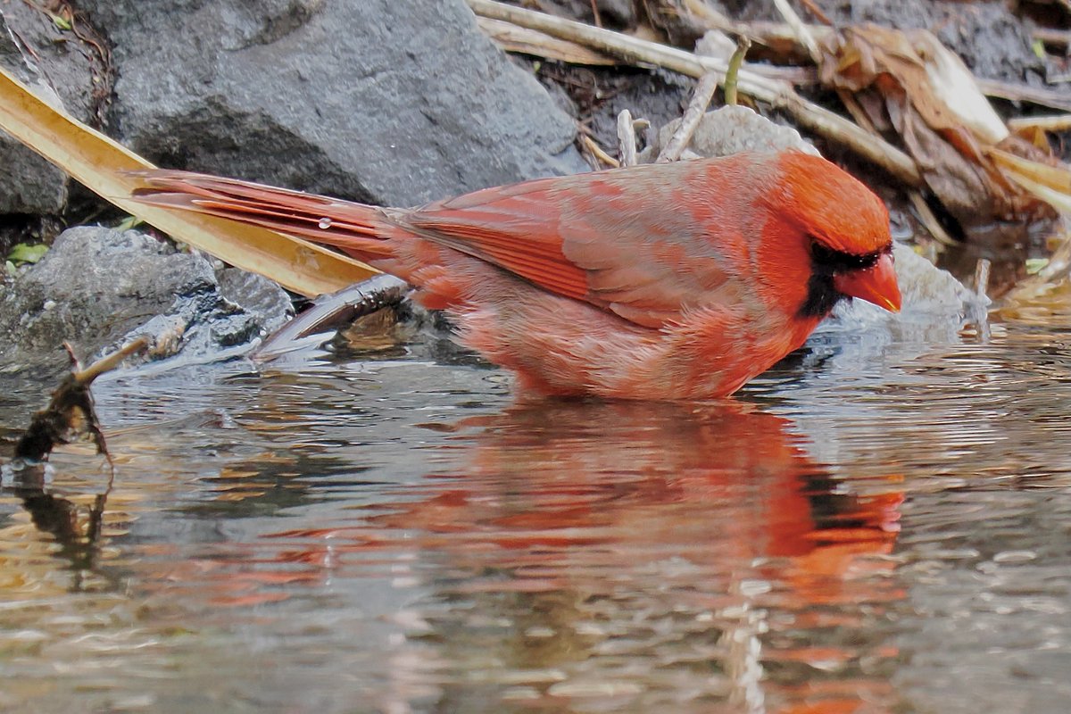 What a beautiful bird I see! #birds #birdphotography #naturephotography #wildlifephotography #centralmass #TwitterNatureCommunity #OM1 #centralma #wildlife #nature #Massachusetts #birdwatching #worcester #worcesterma #urbanbirds #Cardinals #northerncardinal #OLYMPUS