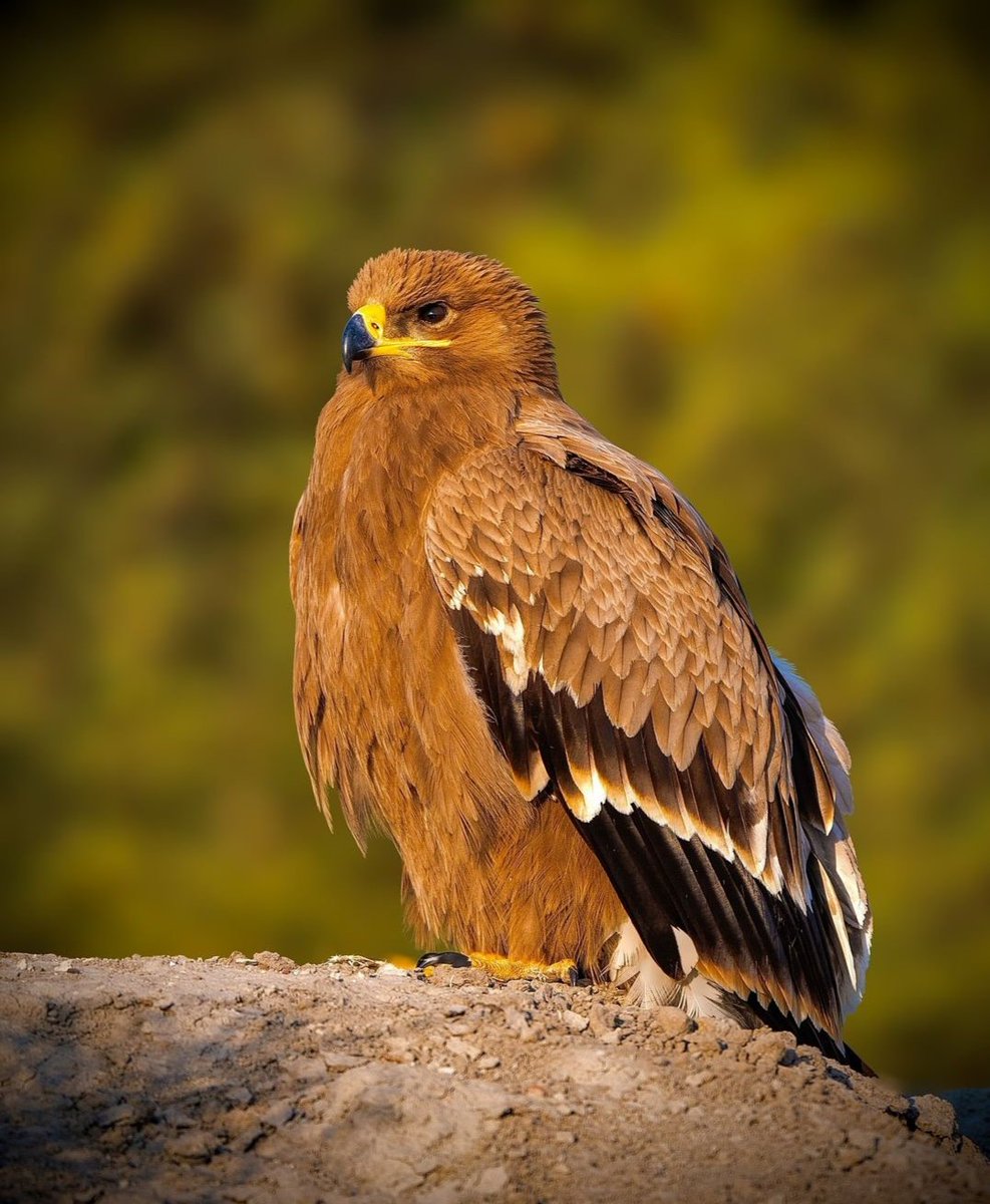 Well fed steppe eagle basks in morning sun at jorbeer. 

#Eagle #birds #nature #NaturePhotograhpy #raptor #Rapture