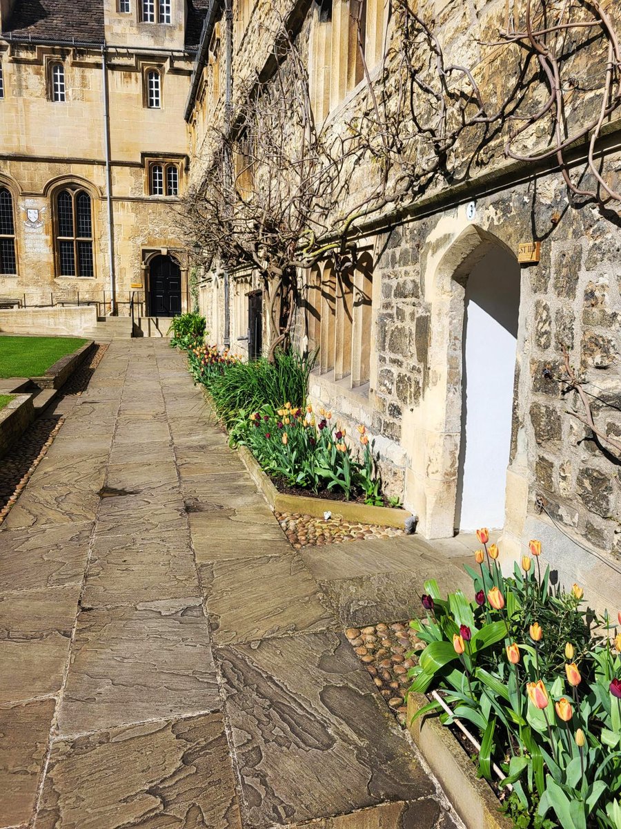 Spring at #TeddyHall! The Front Quad has been replanted completely over the last nine months, with the spring bulbs now in full flower. We have two tulips, 'Rinaldo' and 'Apricot Foxx', which will give way to alliums as the wisteria comes into bloom at the start of Trinity.