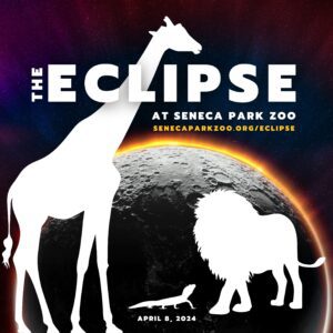 Another fun thing to watch today! As seen on @GMA, the @SenecaParkZoo is livestreaming the Polar Bear and North American River Otter’s habitats today. You can watch how they react during today’s eclipse. senecaparkzoo.org/eclipse/ #RocSolarEclipse #RocSolarEclipse2024