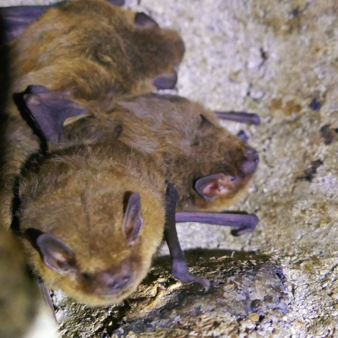 🦇 Today is #BatAppreciationDay This day encourages us to learn more about this species and the role bats play in nature. In 2023, a survey on the Heath recorded the highest number of bats in the boxes, with 26 individual bats seen - mostly Soprano Pipistrelles!