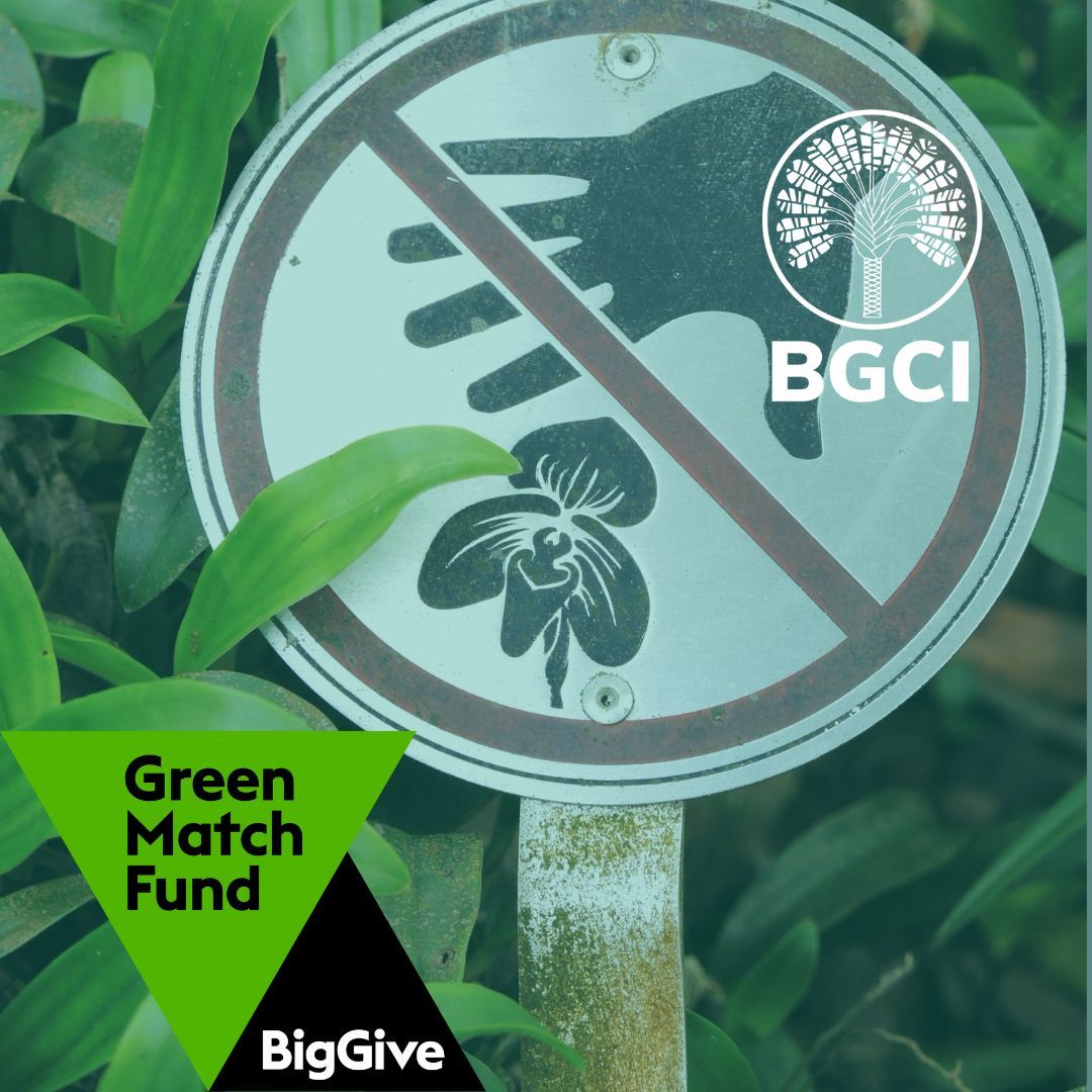 BGCI will be taking part in the #BigGiveGreenMatchFund to fund a project to tackle the illegal plant trade. 
We are looking to spread awareness of this issue & help protect the threatened species.
More info on the BigGive coming soon! 
#KnowWhatYouGrow #PlantDefence
