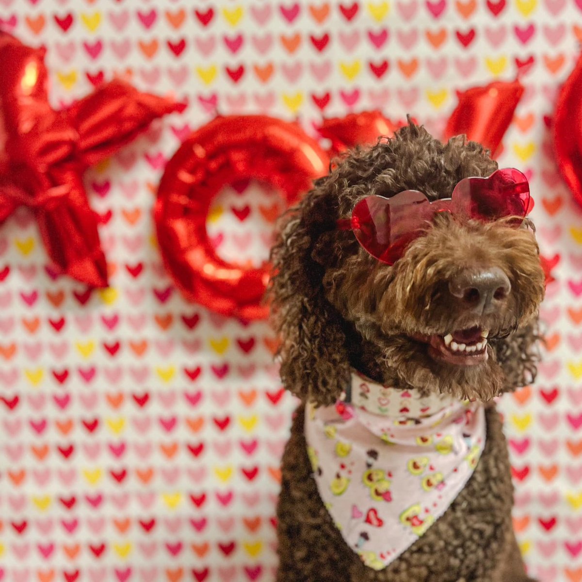 🌷🌞 Spring is finally here and Kelli Long’s P&amp;P pup Cooper is ready to soak up the sunshine! ☀️

How do you and your pup enjoy this beautiful weather? Share your favorite springtime activities below! 🐾💕